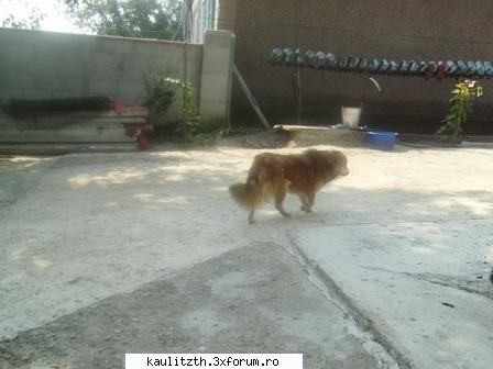 picks wiTH dely - cutzu bunicilor Vulpoiu deapt il cheama Tuzik - → Poze cu noi